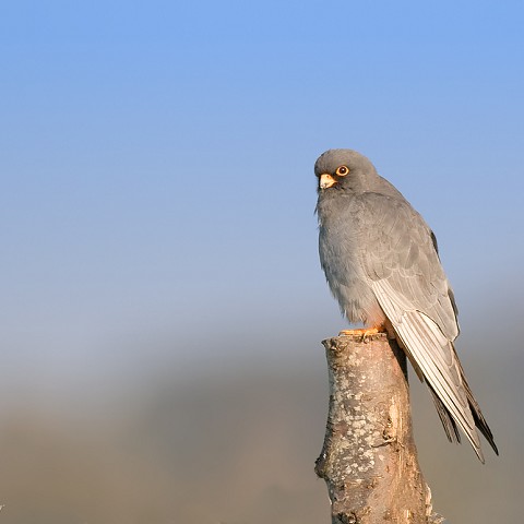 Falco cuculo